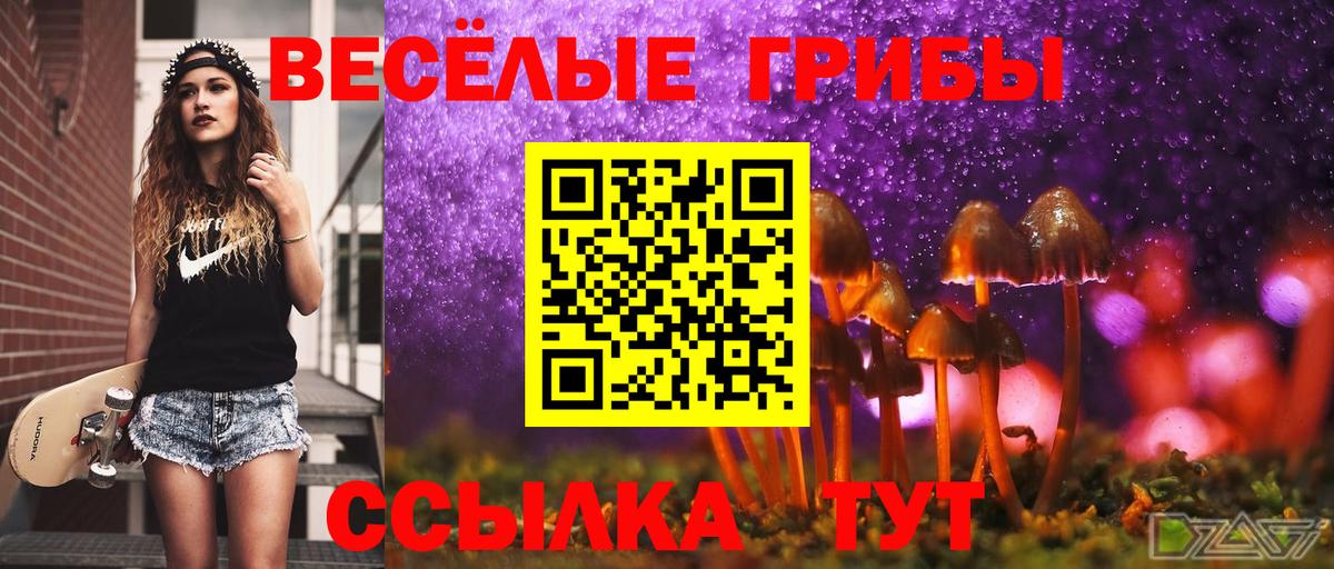 Галлюциногенные грибы Cubensis Осинники